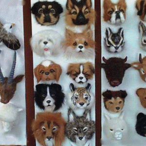 Hundehovede