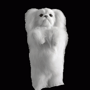Hvid Hund