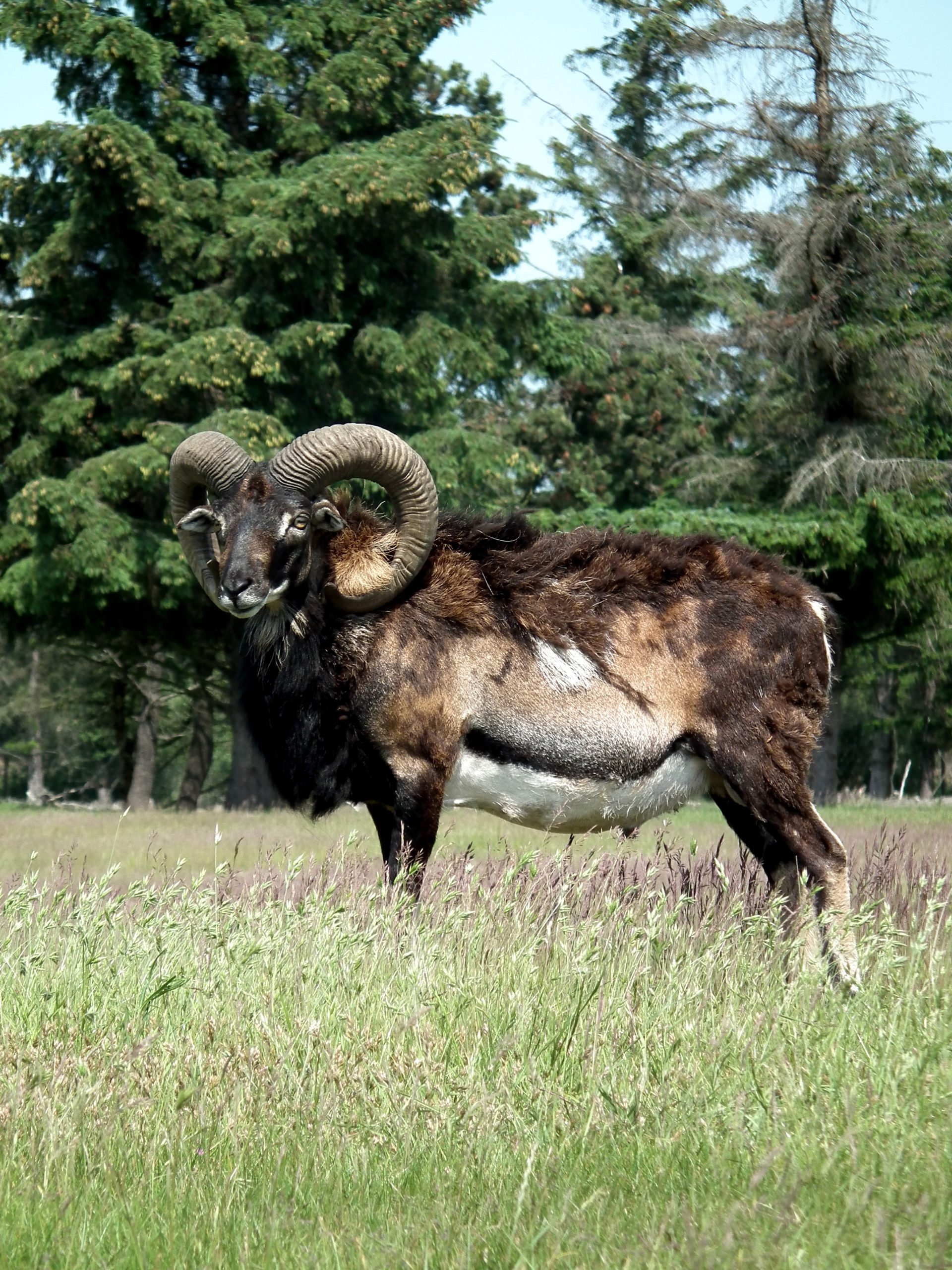 Naturpleje på Røgegaard